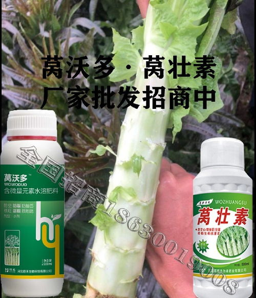 为峰肥业莴壮素,莴笋膨大为峰肥业莴笋叶面肥用的时间