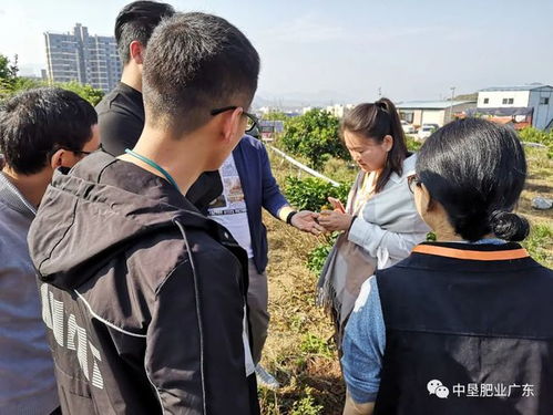 走进果园 中垦肥业农业专家亲赴广西砂糖桔种植基地 交流施肥经验