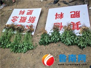 山东新概念肥业秋季花生观摩会在莒县召开