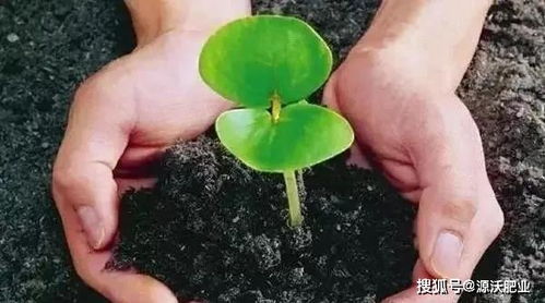 源沃肥业提示 微生物菌肥不光用,还得养 附方法
